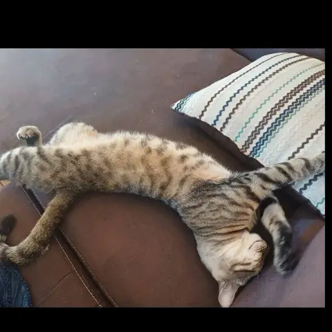 Mowgli photo 2