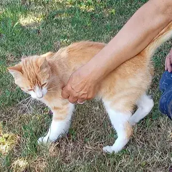 Caramel