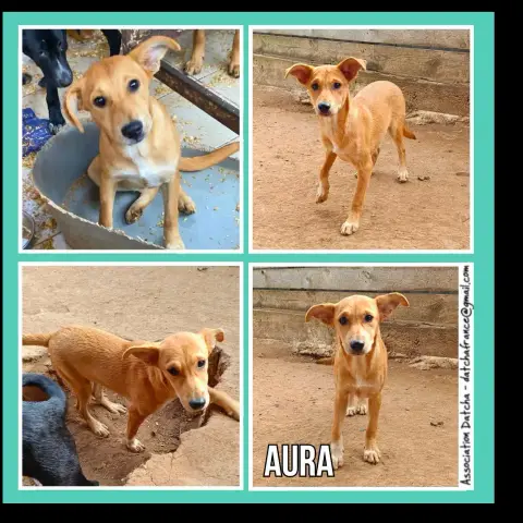 Aura