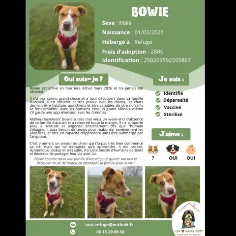 Bowie
