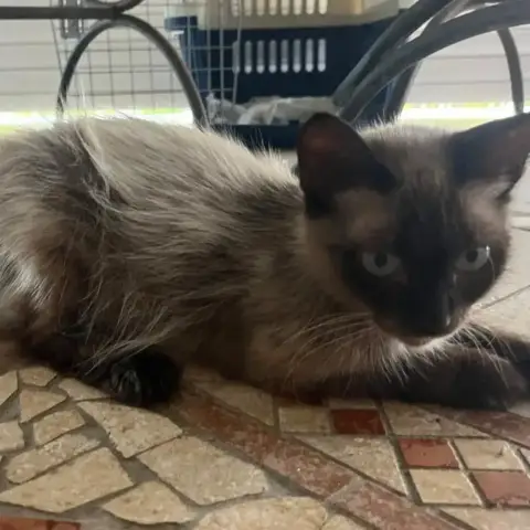 ✨️ Maha ✨️ 🐱 photo 2