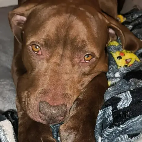 Ganja
