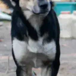 Kovu photo 2