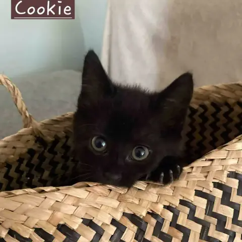 Cookie