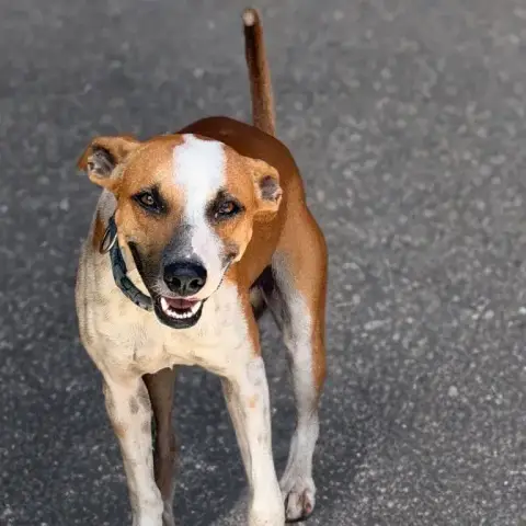 Speedy