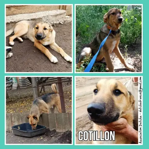 Cotillon