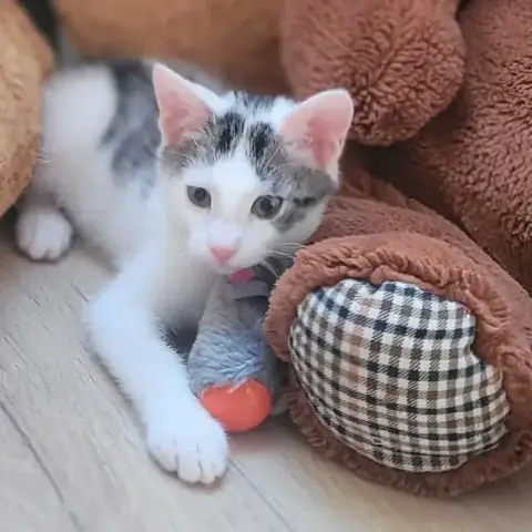 Bucky