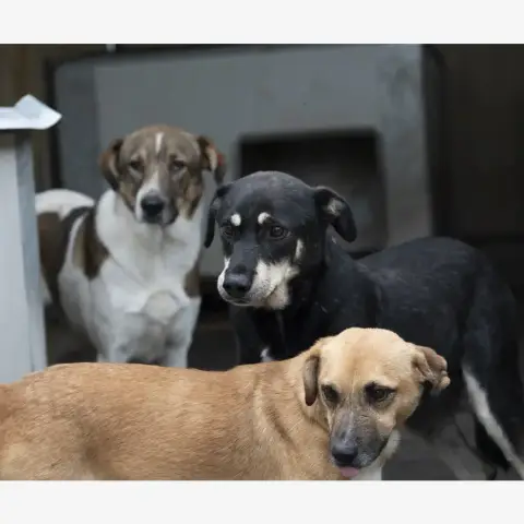 Fido