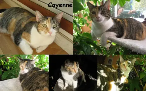 Cayenne
