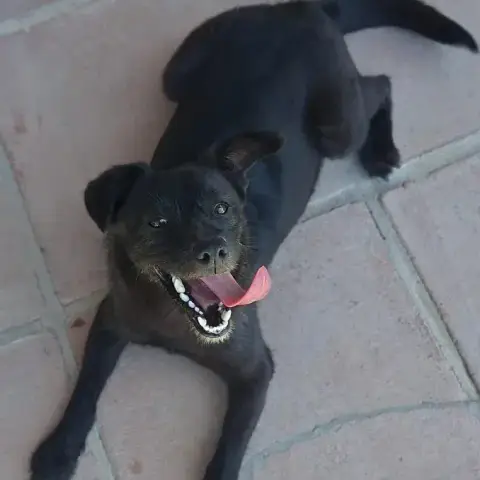 Firulais
