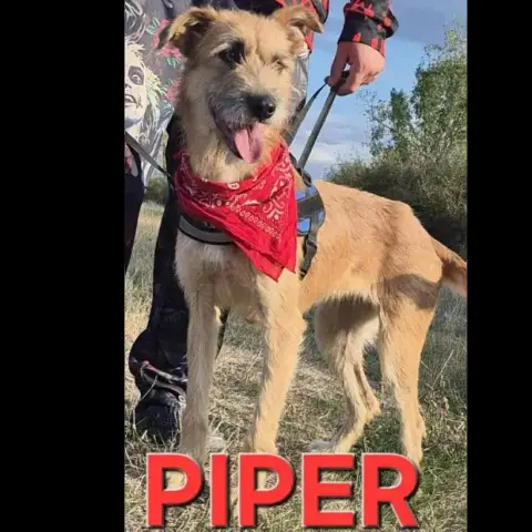 Piper