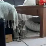 Bengal photo 2