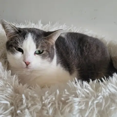 Myrtille