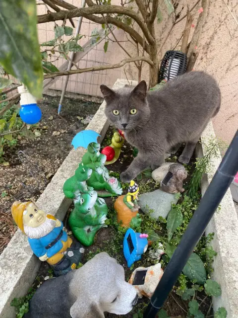 Sultan Fiv