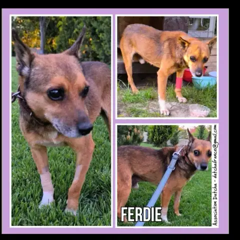 Ferdie