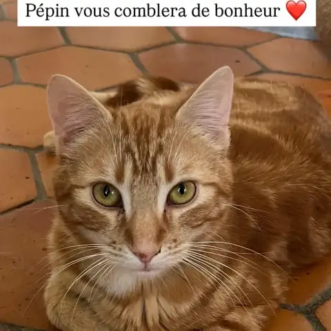 Pépin