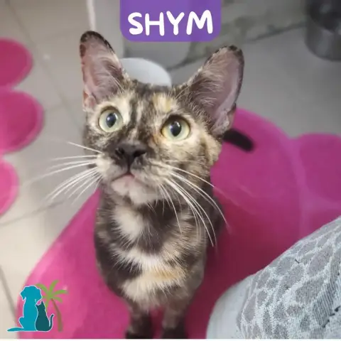 Shym