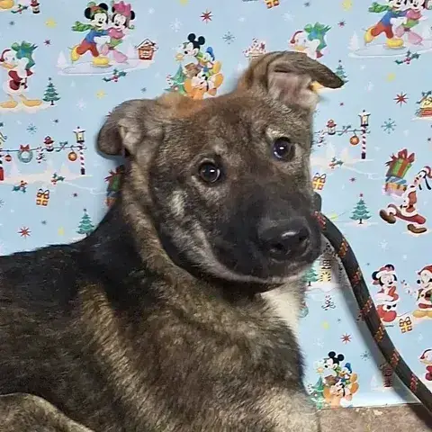 Paquito