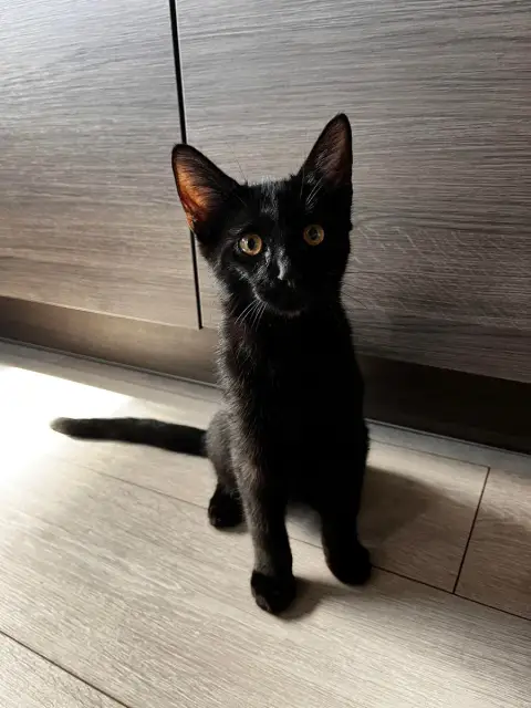 Tao