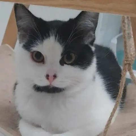 Diego