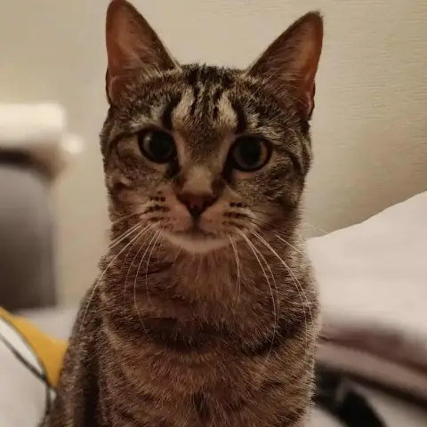 Vega
