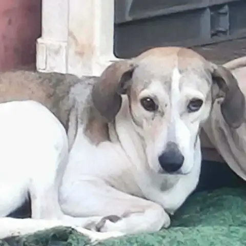 Adopter Iska