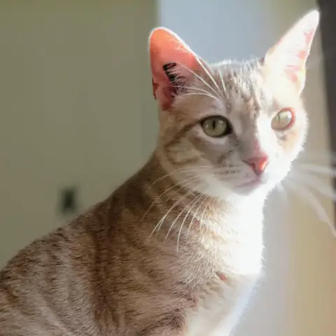 Aka