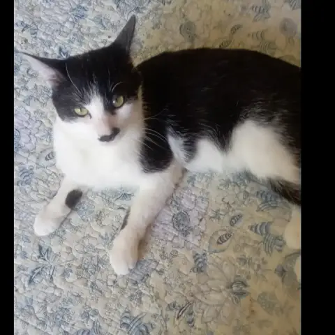 César