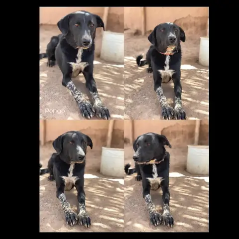 Pongo