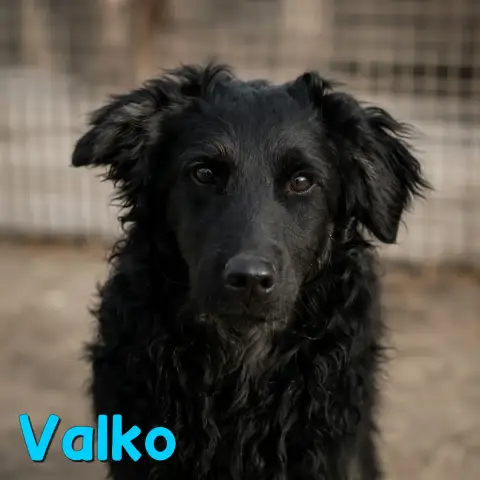 Valko