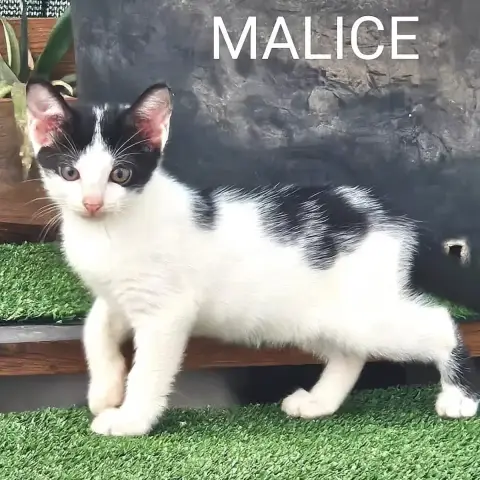 Malice