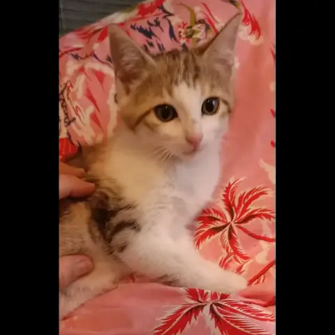 Belka