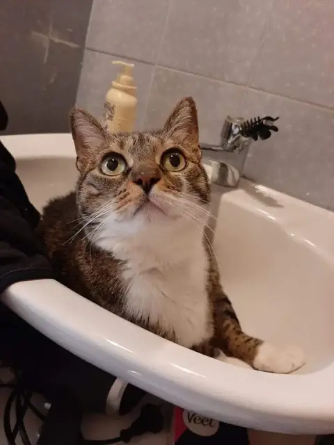 Crapule