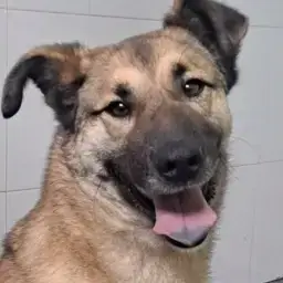 Dama
