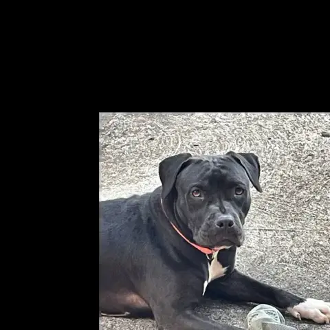 Xena