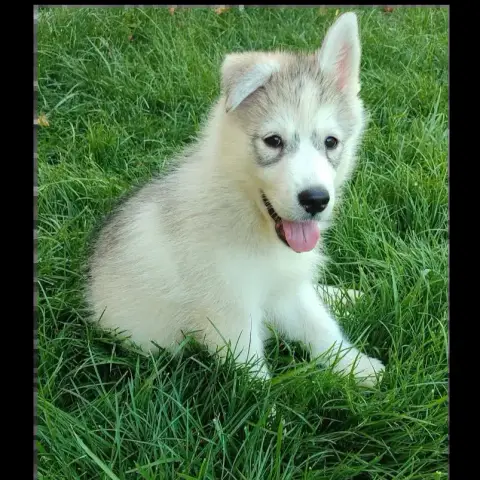 Hurley