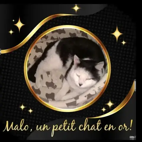 Malo