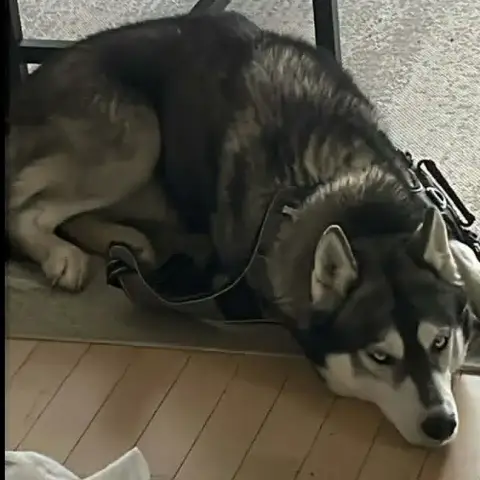 Tsuky photo 2