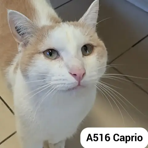 Caprio