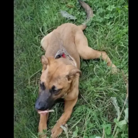 Sasha photo 3