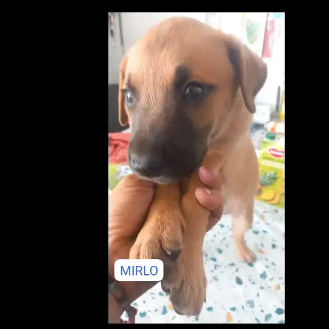 Mirlo