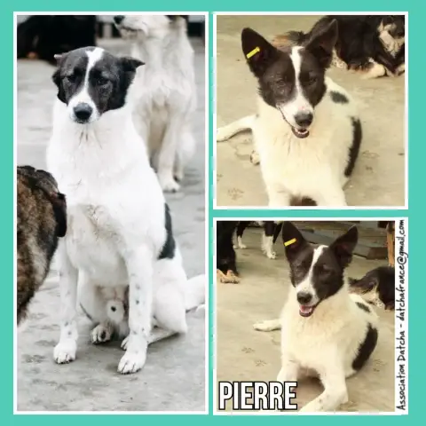 Pierre