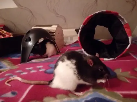 Wasu Et Noki