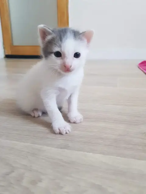 Timi