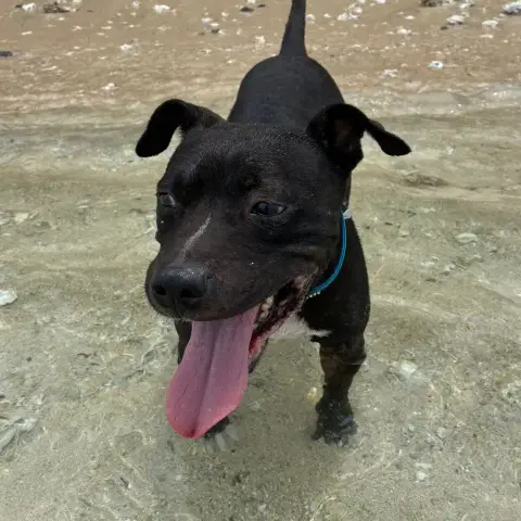 Tyson photo 3