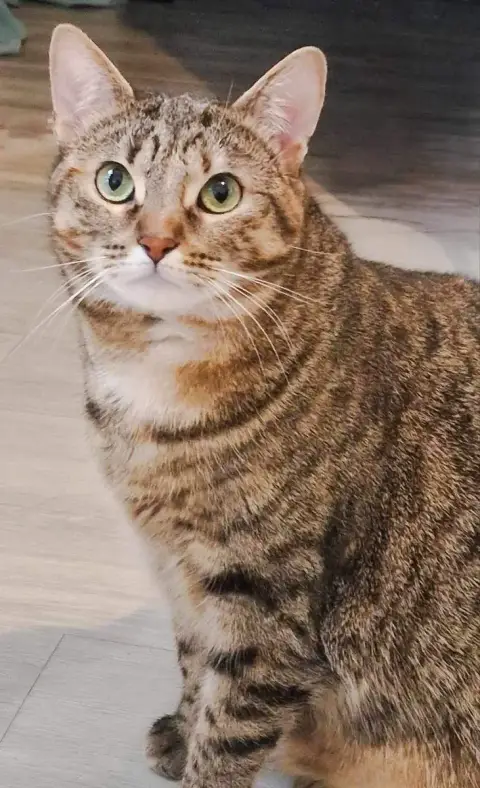 Telma