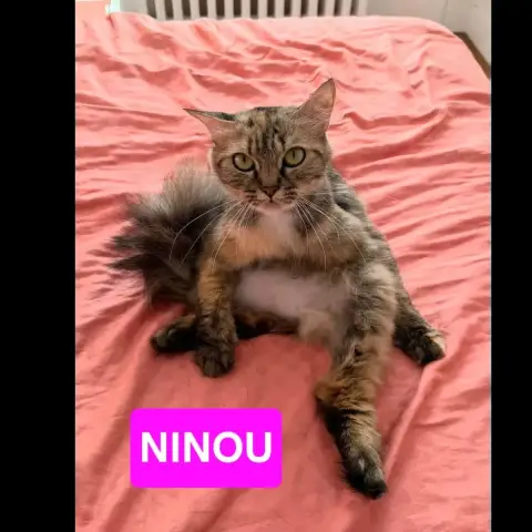 Ninou
