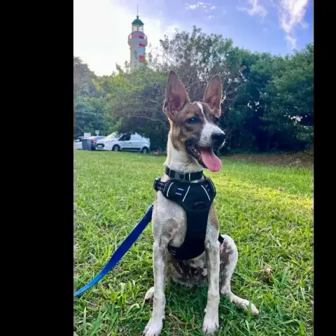 Dobby