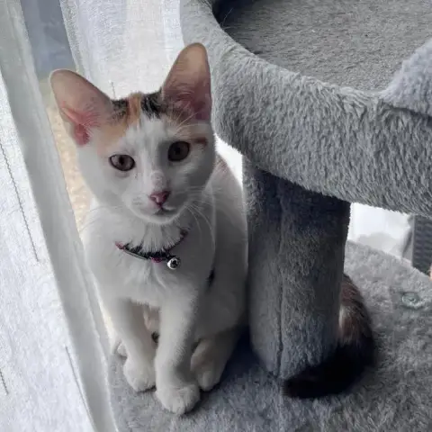 Chat–Kira