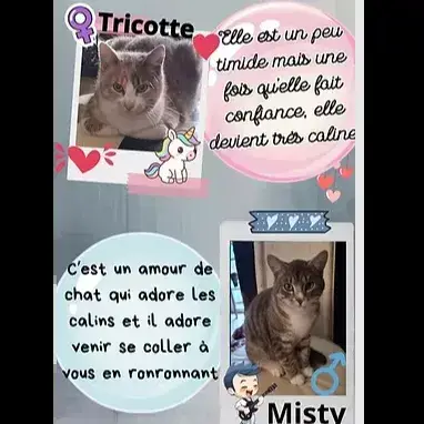 Tricotte Et Misty